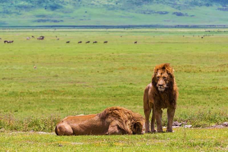 Lions in Ngorongoro Crater