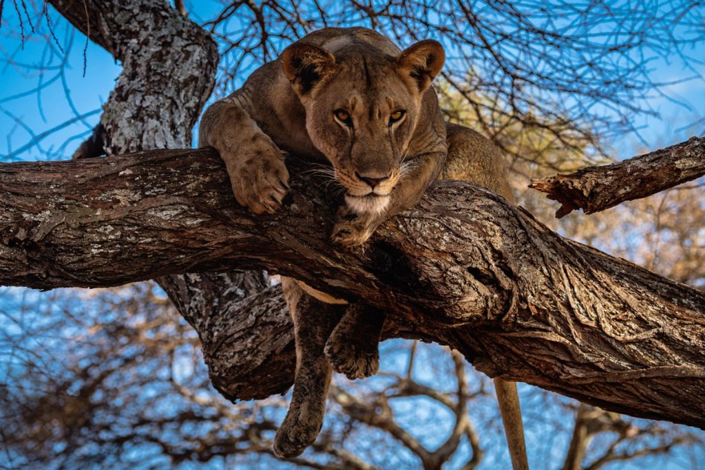 Tree-climbing lions in Tarangire