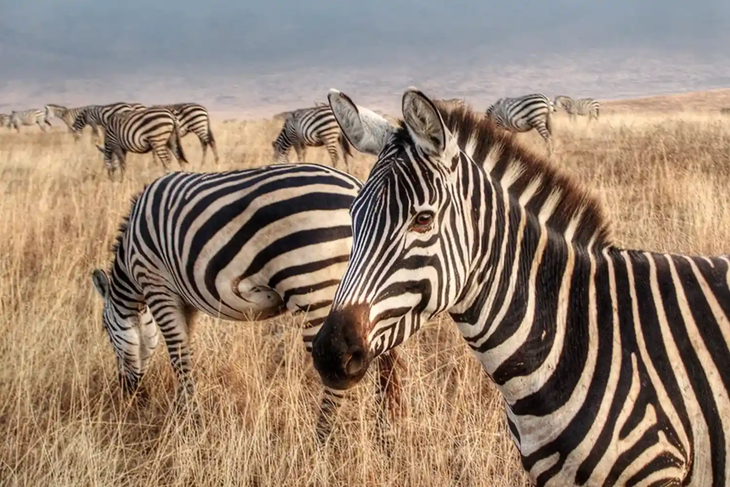 Zebras in Tarangire