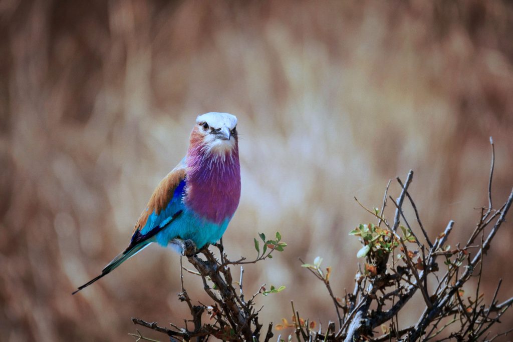 Birdwatching in Tarangire National Park